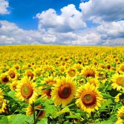 棒棒糖消消乐2游戏下载